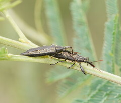 Rhinotia cristata