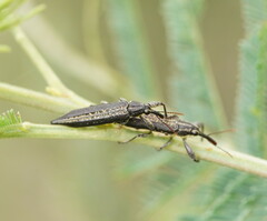 Rhinotia cristata