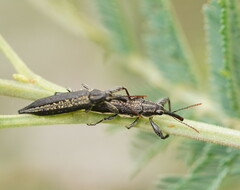 Rhinotia cristata