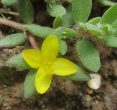 Portulacaceae