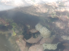 Polycitor proliferus