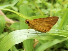 Xanthoneura corissa