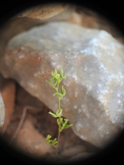 Lysimachia linum-stellatum