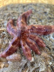 Allostichaster polyplax