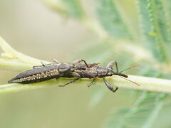 Rhinotia cristata