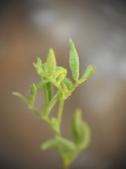Lysimachia linum-stellatum