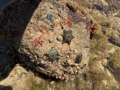 Allostichaster polyplax