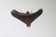 Hemiscopis sanguinea