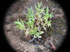 Lysimachia linum-stellatum