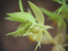 Lysimachia linum-stellatum