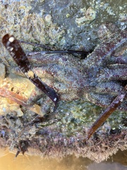 Allostichaster polyplax