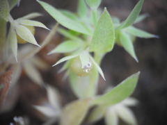 Lysimachia linum-stellatum