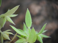 Lysimachia linum-stellatum