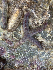 Allostichaster polyplax