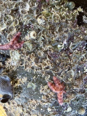 Allostichaster polyplax