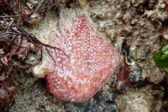 Aplidium elegans