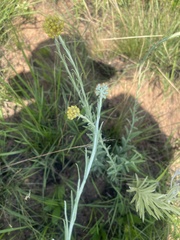 Helichrysum miconiifolium