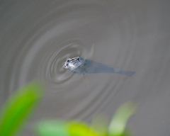 Sarotherodon melanotheron