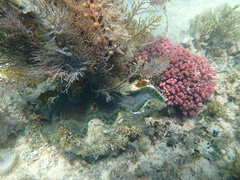 Tridacna derasa