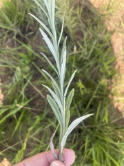 Helichrysum miconiifolium
