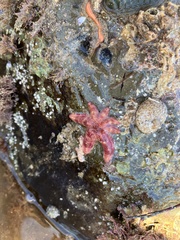 Allostichaster polyplax