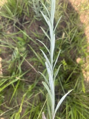 Helichrysum miconiifolium