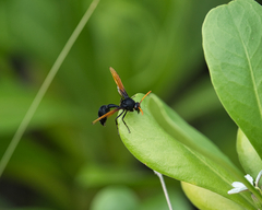 Delta pyriforme philippinense