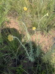 Helichrysum miconiifolium