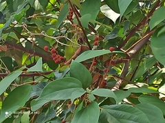 Mallotus philippensis