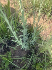 Helichrysum miconiifolium