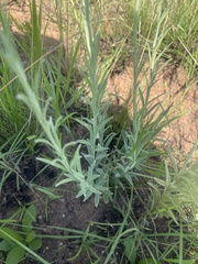 Helichrysum miconiifolium