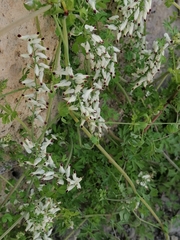 Fumaria capreolata