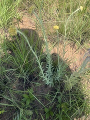 Helichrysum miconiifolium