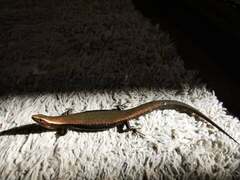 Caledoniscincus atropunctatus