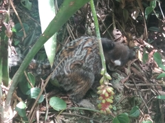 Callithrix penicillata