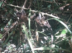 Callithrix penicillata