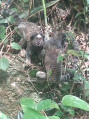 Callithrix penicillata