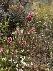 Sprengelia incarnata