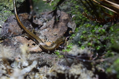 Eurycea quadridigitata