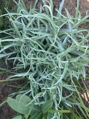 Helichrysum chrysargyrum