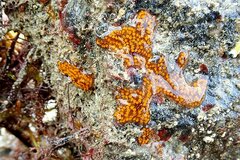 Botrylloides diegensis