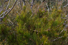 Allocasuarina misera