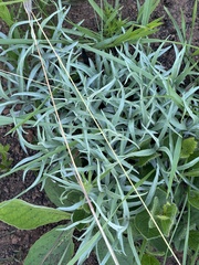 Helichrysum chrysargyrum