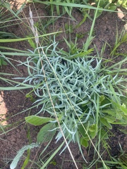 Helichrysum chrysargyrum