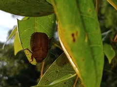 Anoplognathus concolor