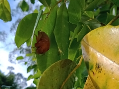 Anoplognathus concolor