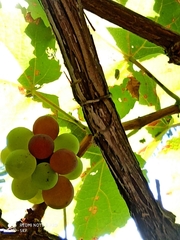 Vitis vinifera