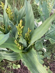 Hypoxis colchicifolia