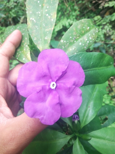 Brunfelsia pauciflora