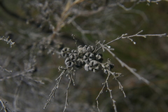 Leptospermum continentale